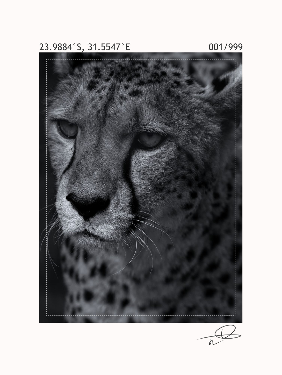 Zoom sur l'impression de la photographie du guêpard au dos du t-shirt